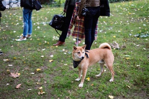 人不如狗赚得多！月入九万元柴犬被曝光