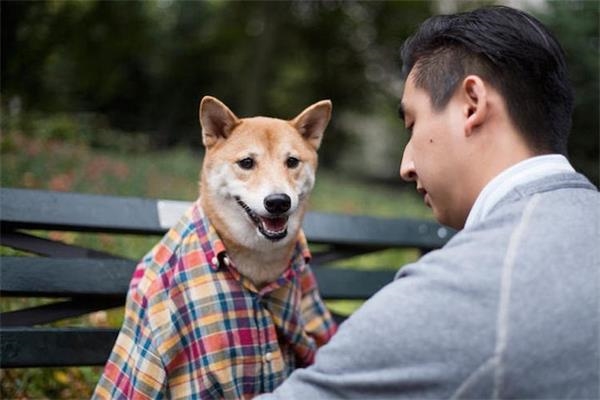 人不如狗赚得多！月入九万元柴犬被曝光